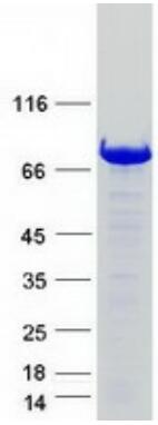 Coomassie blue staining of purified EIF4B protein.